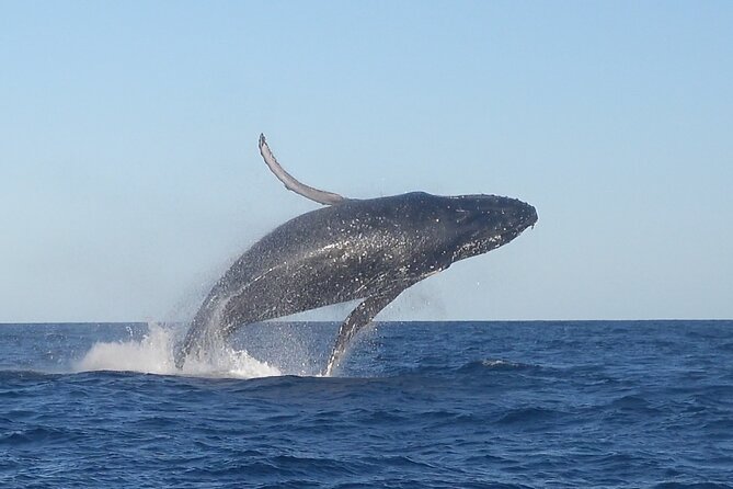 Noosa Whale Watching Cruise – Humpback Whale Adventure - Key points to know before you book
