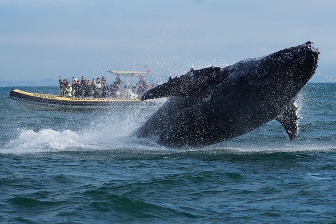 Noosa Whale Watching Cruise – Humpback Whale Adventure - Passing Noosa Heads by boat
