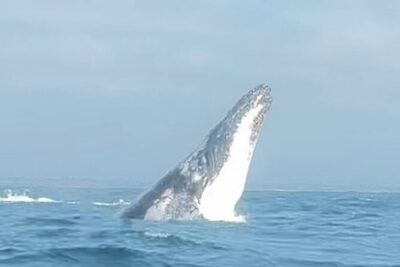 Noosa Whale Watching Cruise – Humpback Whale Adventure