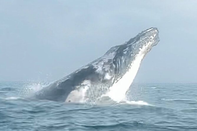 Noosa Whale Watching Cruise – Humpback Whale Adventure - How the two-hour timing works