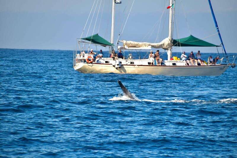 Nuevo Vallarta: Whale Watching by Sailboat Tour - Is $102 good value?