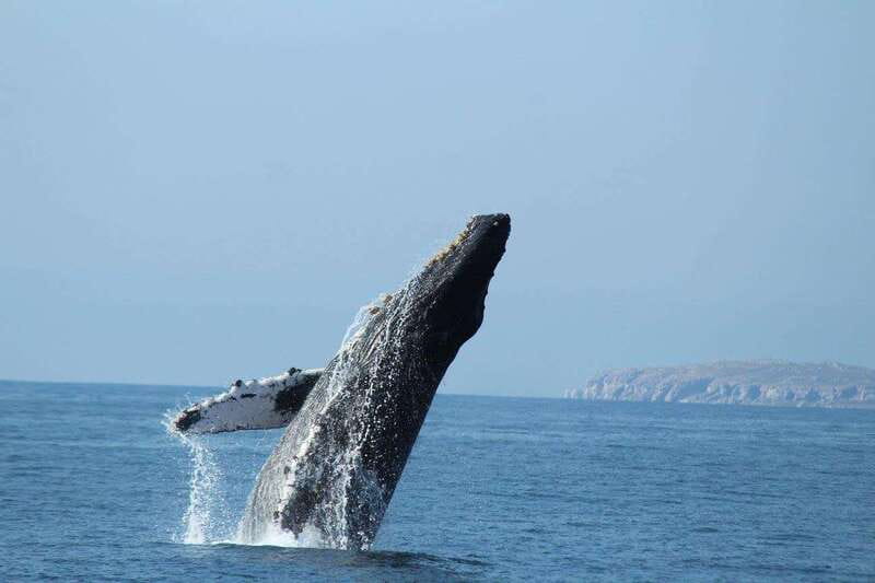 Nuevo Vallarta: Whale Watching by Sailboat Tour - Booking details worth knowing