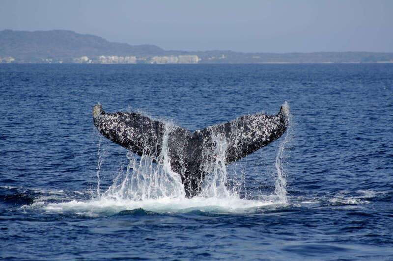 Nuevo Vallarta: Whale Watching by Sailboat Tour - Should you book the Nuevo Vallarta whale-watching sailboat?