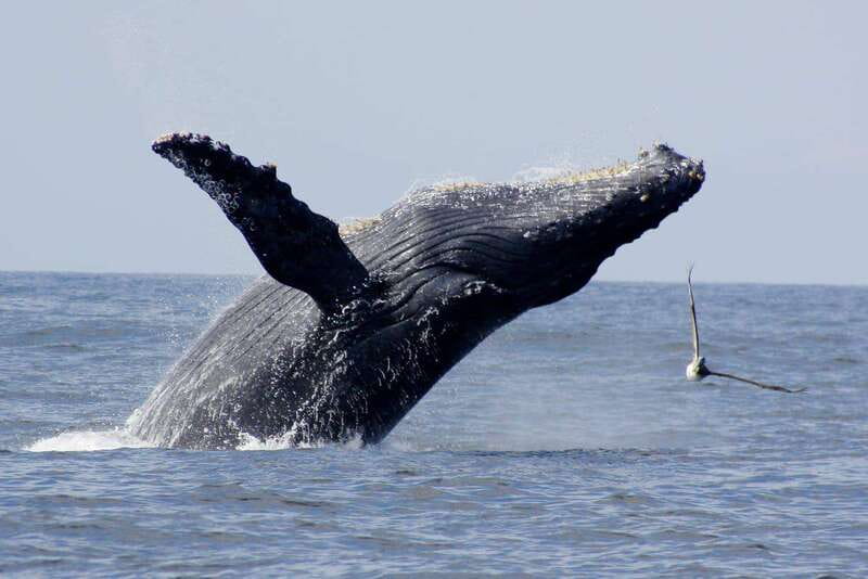 Nuevo Vallarta: Whale Watching by Sailboat Tour - The sailboat makes the search feel more personal