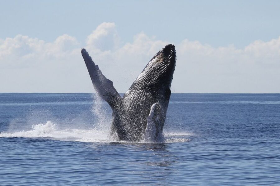 Oahu: Seasonal Whale Watch Cruise - Key points before you book