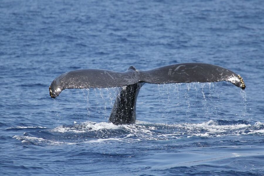 Oahu: Seasonal Whale Watch Cruise - What the 150-minute cruise feels like