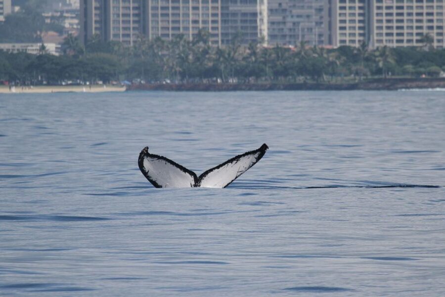 Oahu: Seasonal Whale Watch Cruise - Simple planning advice for departure day