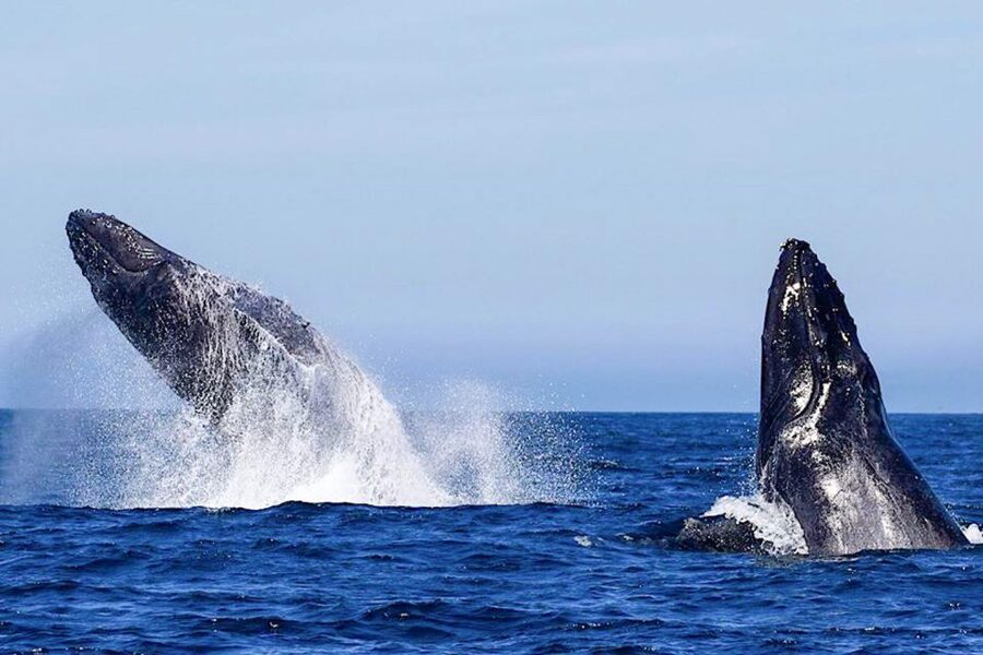 Oahu: Seasonal Whale Watch Cruise - Three decks, three ways to watch