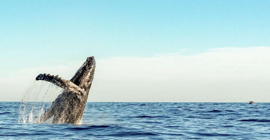 Oahu: Waikiki Eco-Friendly Afternoon Whale Watching Trip - Is $89 a fair price?