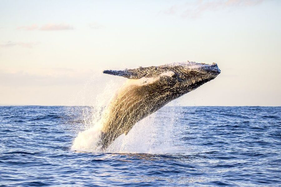 Oahu: Waikiki Eco-Friendly Morning Whale Watching Cruise - Key points to know before boarding