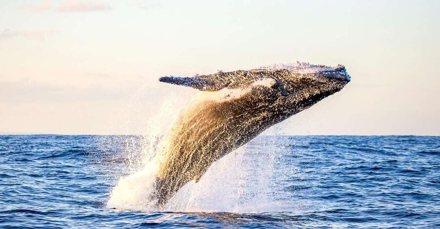 Oahu: Waikiki Eco-Friendly Morning Whale Watching Cruise - Setting out from Kewalo Basin Harbor