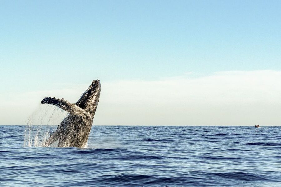 Oahu: Waikiki Eco-Friendly Morning Whale Watching Cruise - Watching humpbacks between December and April