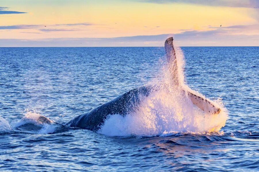 Oahu: Waikiki Eco-Friendly Morning Whale Watching Cruise - The crew adds more than simple narration
