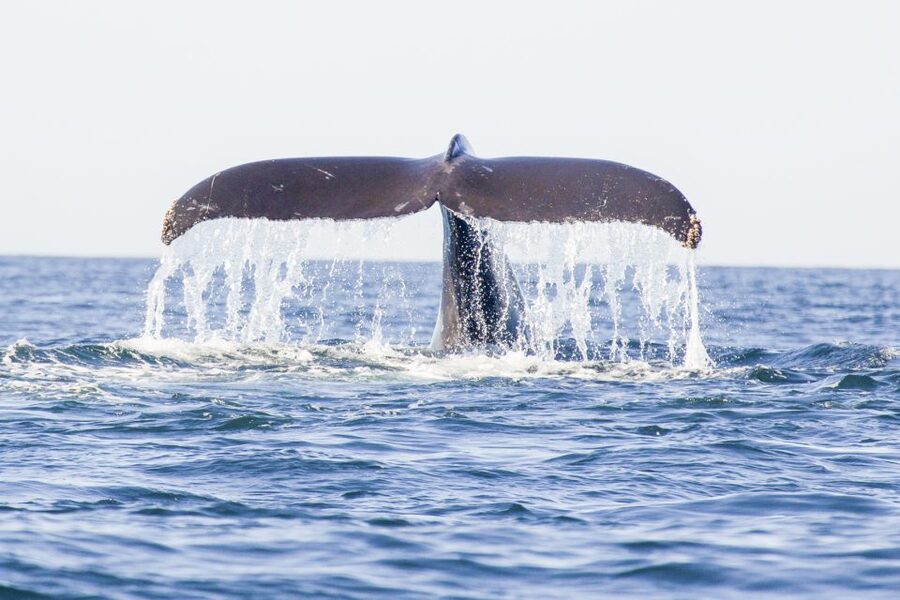 Oahu: Waikiki Eco-Friendly Morning Whale Watching Cruise - Drinks, shade, and the small comforts