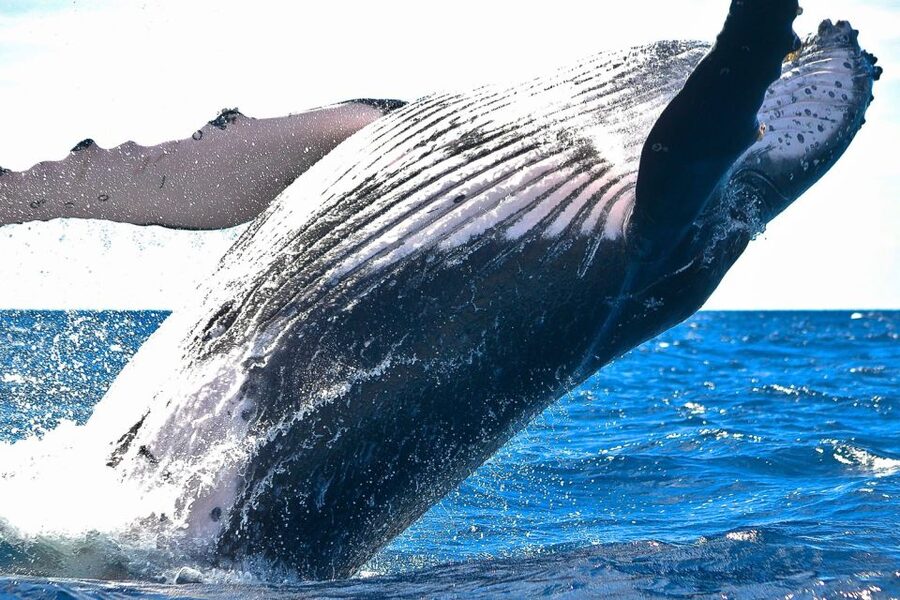 Oahu: Waikiki Eco-Friendly Morning Whale Watching Cruise - Is $99 a fair price?