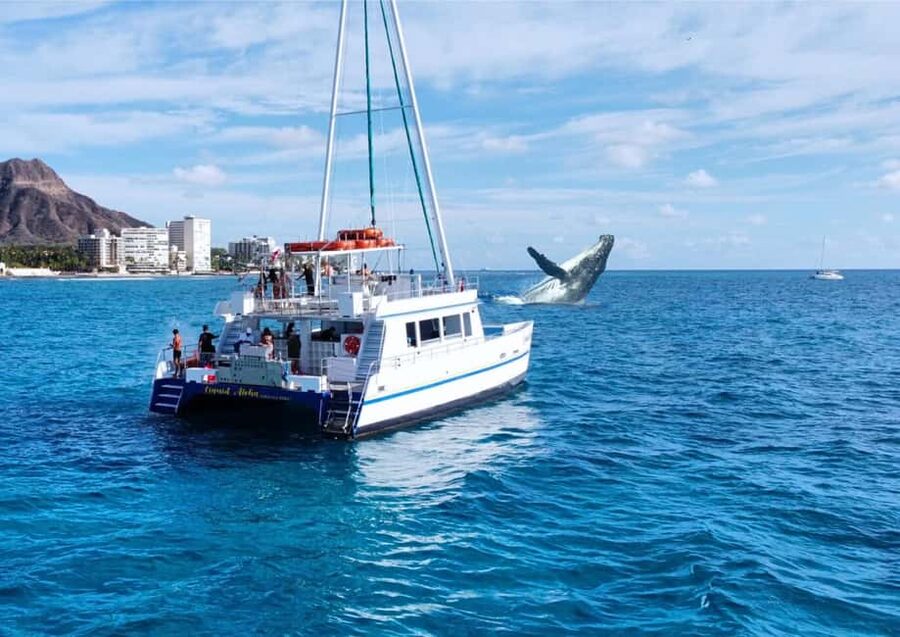Oahu: Waikiki Whale Watching Cruise - Starting at Pier E, Slip F06