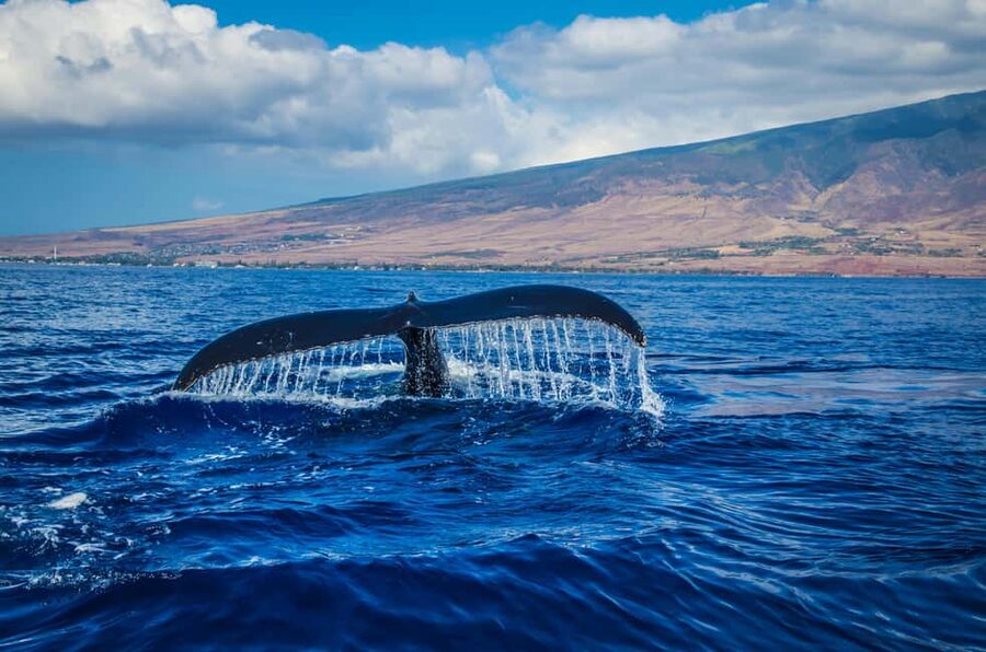 Oahu: Waikiki Whale Watching Cruise - The underwater viewing room is the unusual feature