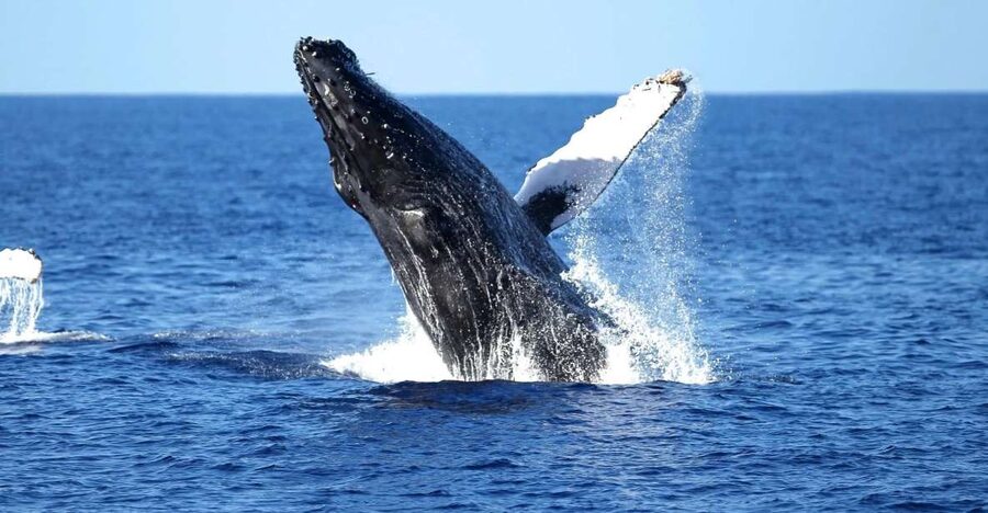 Oahu: Waikiki Whale Watching Cruise - A double-decker catamaran made for changing views