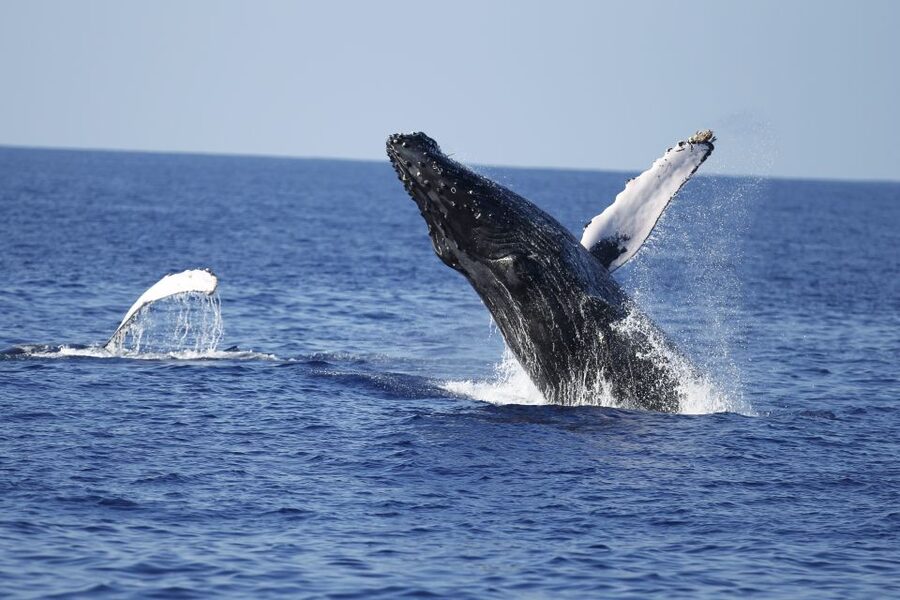 Oahu: Waikiki Whale Watching Tour-Donut and Coffee Included - Key points to know before booking