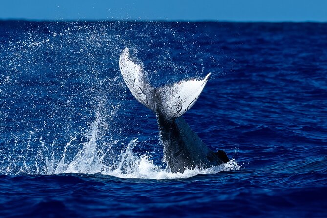 Oahu Whale Watch Tour & Waikiki Sunset Boat Tour - Five Useful Things to Know Before You Go