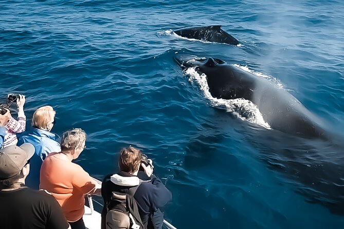 Oahu Whale Watch Tour & Waikiki Sunset Boat Tour - Meeting the Boat at Kewalo Basin Harbor