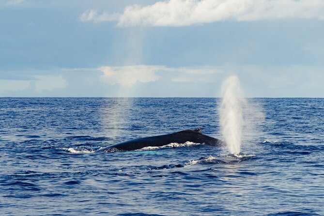 Oahu Whale Watch Tour & Waikiki Sunset Boat Tour - What the Crew Adds to the Ride