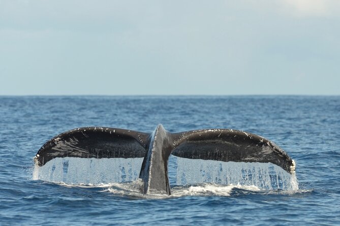 Oahu Whale Watch Tour & Waikiki Sunset Boat Tour - Drinks, Snacks, and What to Bring