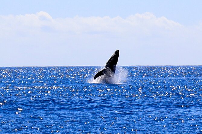 Oahu Whale Watch Tour & Waikiki Sunset Boat Tour - How Much Value Do You Get for $80?