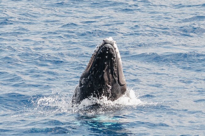 Oahu Whale Watch Tour & Waikiki Sunset Boat Tour - Wind and Weather Matter on Oahu