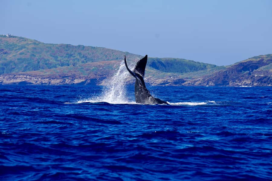 Oahu: Whale Watching Cruise Whales Guaranteed - Key points to know before boarding