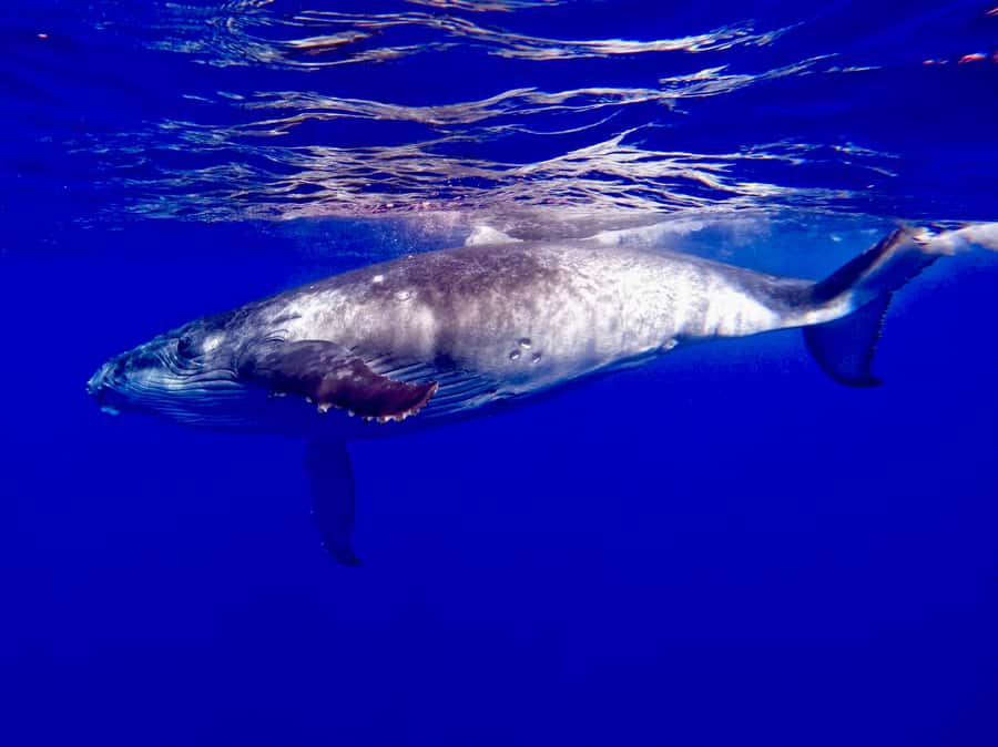 Oahu: Whale Watching Cruise Whales Guaranteed - A double-decker boat with room to move