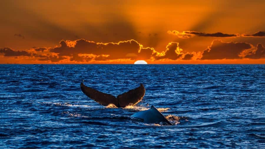 Oahu: Whale Watching Cruise Whales Guaranteed - Meeting at Pier B in Kewalo Basin