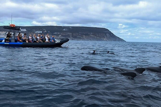 Observation of Dolphins and Whales with Marine Biologist in Arrábida - Starting in Sesimbra at 9:45 a.m.