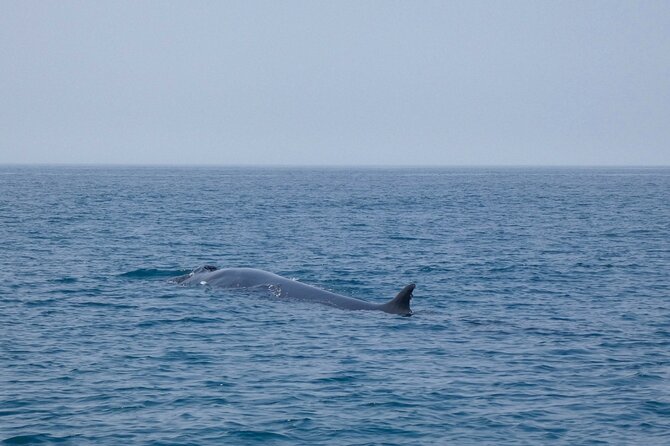 Observation of Dolphins and Whales with Marine Biologist in Arrábida - Along the cliffs, caves, and coves