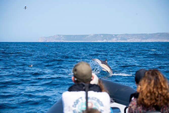 Observation of Dolphins and Whales with Marine Biologist in Arrábida - The chance of whales and other wildlife