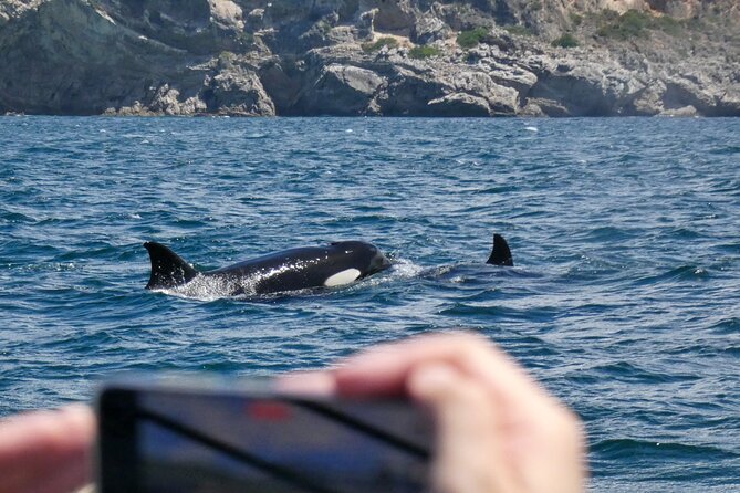 Observation of Dolphins and Whales with Marine Biologist in Arrábida - Swimming and practical comfort at sea