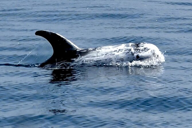 Observation of Dolphins and Whales with Marine Biologist in Arrábida - Is the $66.54 price good value?