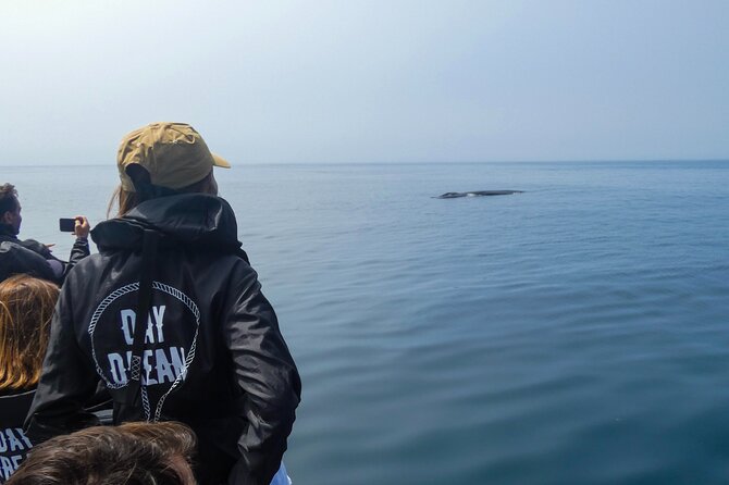 Observation of Dolphins and Whales with Marine Biologist in Arrábida - Watching dolphins in their natural setting