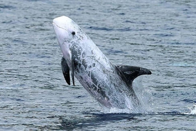 Observation of whales and dolphins in island Pico - The details that shape the experience