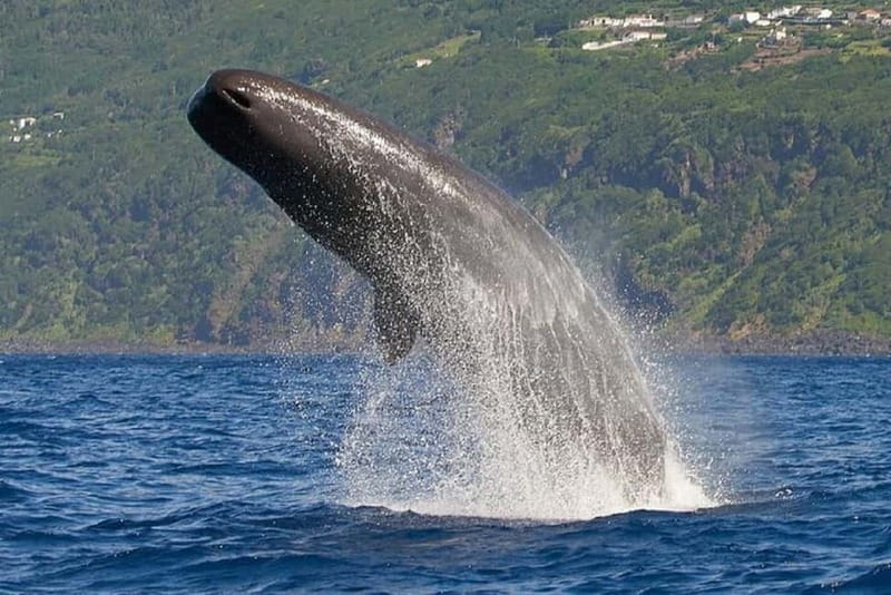 Observation of whales and dolphins in island Pico - Setting out from Rua dos Baleeiros