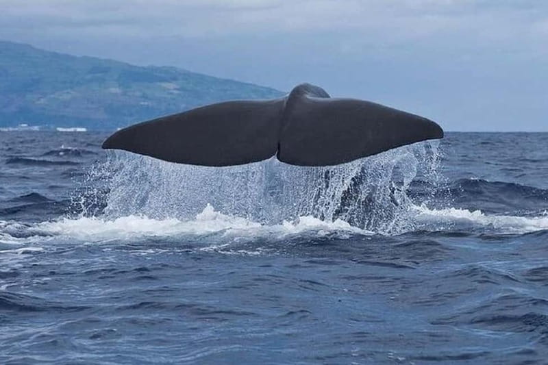 Observation of whales and dolphins in island Pico - Looking for dolphins and whales off Pico
