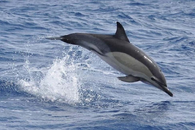 Observation of whales and dolphins in island Pico - What the Lajes do Pico itinerary means