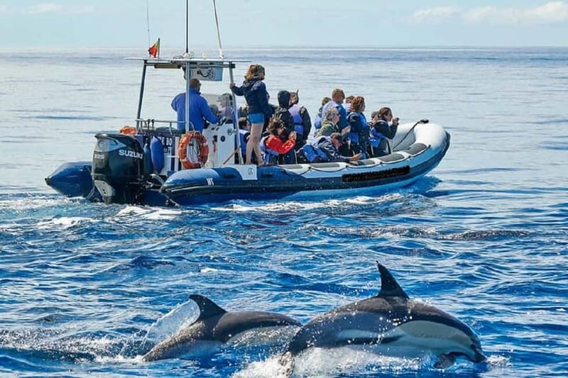 Observation of whales and dolphins in island Pico - The boat ride is part of the attraction