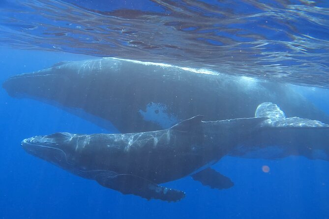 Observe and Swim with Whales in Tahiti - Key Points to Know Before You Go