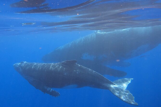 Observe and Swim with Whales in Tahiti - Leaving Te Moana Tahiti Resort for the Lagoon and Ocean