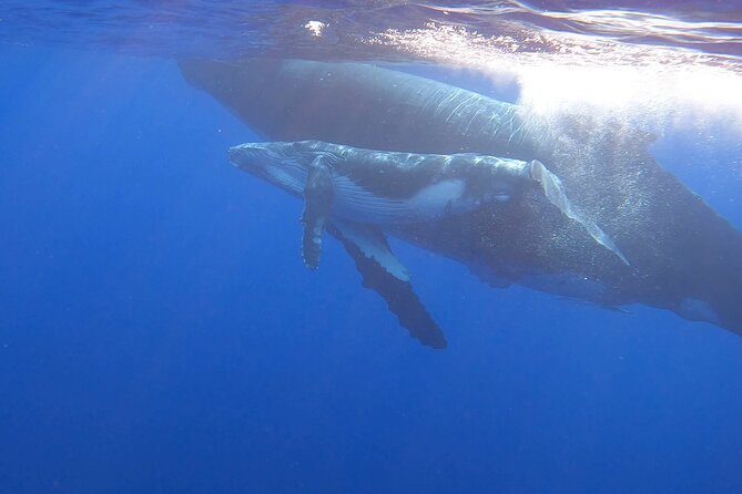Observe and Swim with Whales in Tahiti - What a Whale Swim Really Depends On
