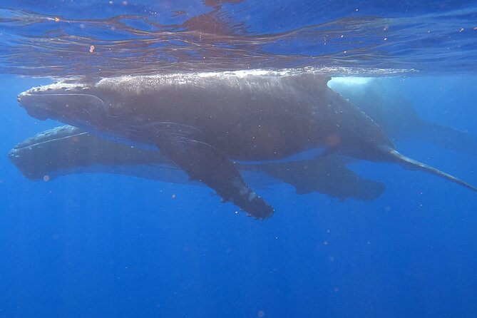 Observe and Swim with Whales in Tahiti - Meeting Johannes and the Crew
