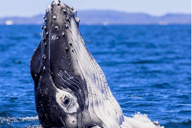 Observe and Swim with Whales in Tahiti - Is $169.10 a Fair Price?