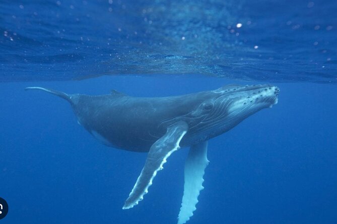 Observe and Swim with Whales in Tahiti - Weather, Rough Seas, and Cancellation Rules