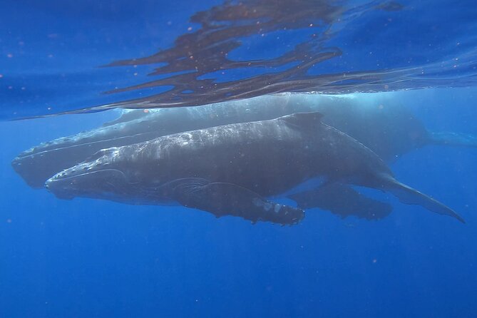 Observe and Swim with Whales in Tahiti - Searching for Humpback Whales and Their Calves